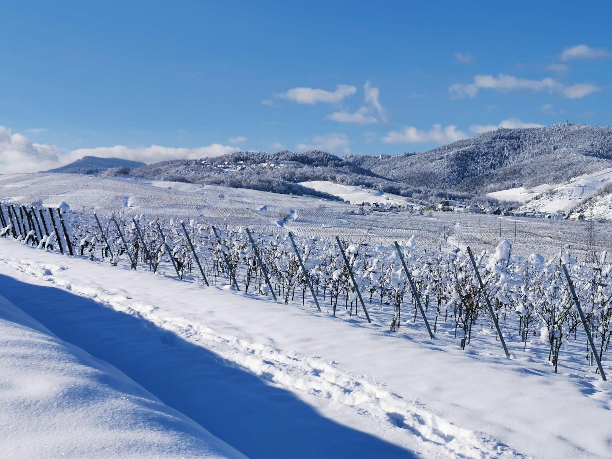 Entre Ville Et Vignes - Gite Classe 3 Etoiles Ingersheim Luaran gambar