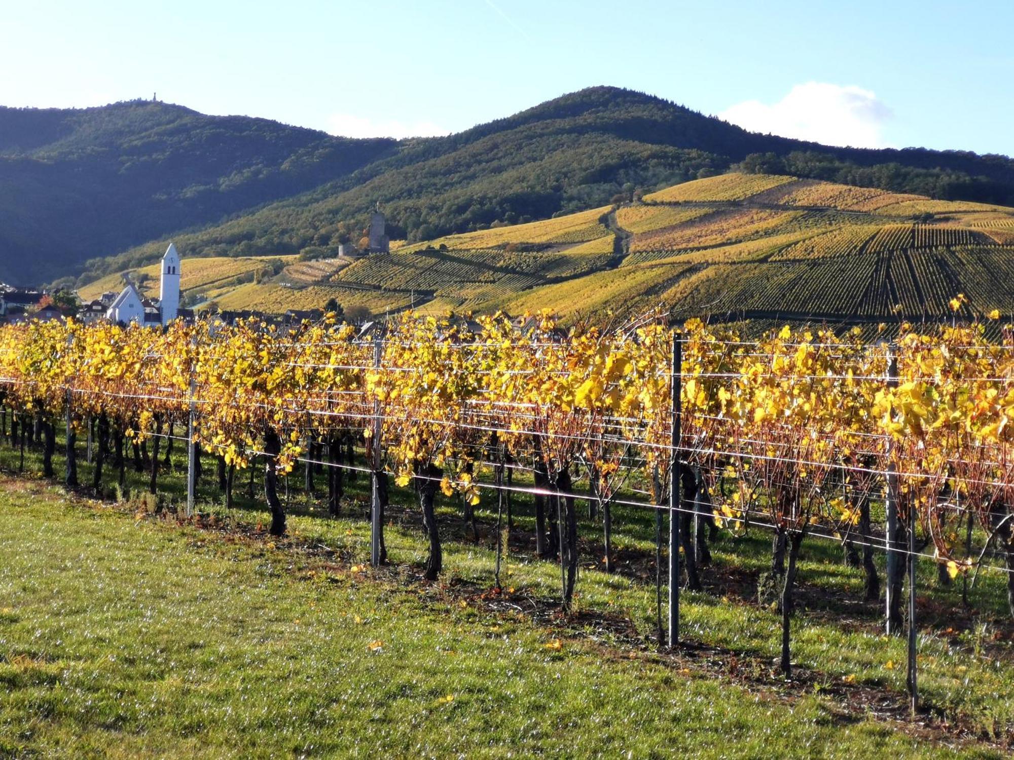 Entre Ville Et Vignes - Gite Classe 3 Etoiles Ingersheim Luaran gambar